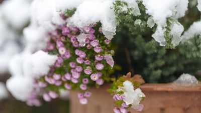 Plants never to use in winter pots or window boxes – and the resilient options you should be growing instead