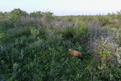 Get away, grizzly: why scientists are chasing bears with drones