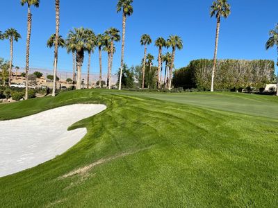 This dwarf Bermuda grass is a hot desert trend, and a famous California course has made the switch