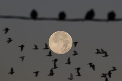 Last supermoon of 2024 wows skywatchers around the world with Full Beaver Moon (photos)