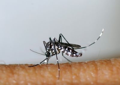 Fifth Of Dengue Cases Due To Climate Change: Researchers