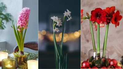 There's still time to force bulbs for Christmas – and plant experts say this stunning selection is the best to choose from