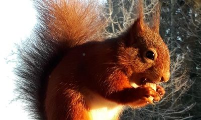 Red squirrels ‘to vanish from England’ unless vaccine against squirrelpox funded