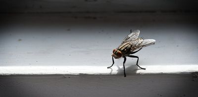 Flies carry bacteria – and some of those are resistant to antibiotics. What we found in three South African hospices