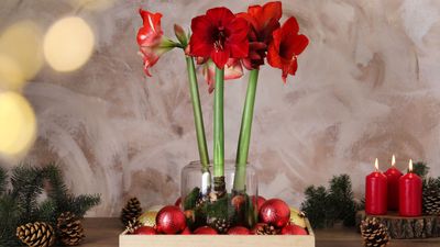 What to Do With Amaryllis After it Blooms? 5 Steps You Should Take for This Radiant Holiday Flower