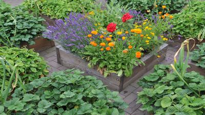 What is the best material for a raised bed? For a sustainable and stylish garden