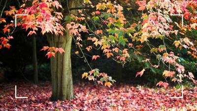 Gardening experts warn against raking fallen leaves this season – the benefits are far greater than a tidy garden