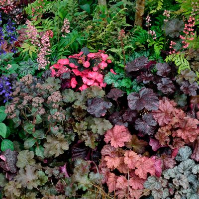 How to create a foliage border - the smart low-maintenance way to fill your garden with colour all year round