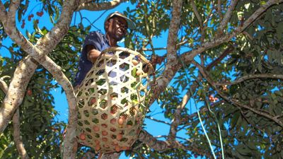 Madagascar's lychee growers in crisis as production plummets