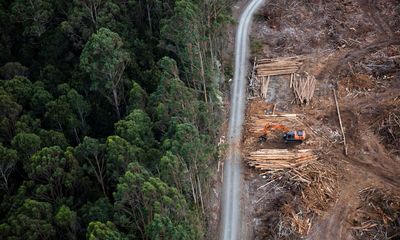 Greens drop climate trigger demand in attempt to restart Nature Positive talks with Labor