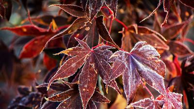 How to protect Japanese maple trees in winter – with expert advice to keep your plants safe from frost and snow