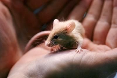 NH Animal Shelter Overwhelmed By 1,000 Mice Breeding Problem