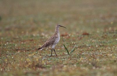 Bird species thought to be extinct in first recorded case