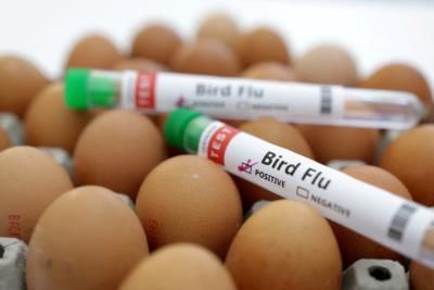 Bird Flu Outbreak Hits Poultry Farm In England