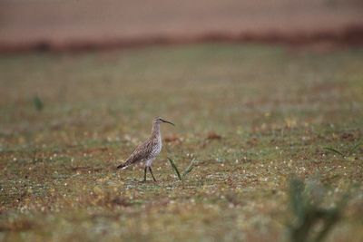 Curlew species thought to be extinct by conservationists in first for Europe