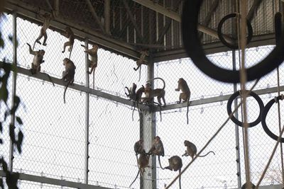 Monkeys invade police station in Lop Buri