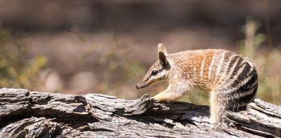 As Australia privatises nature repair, the cheapest approach won’t save our threatened species