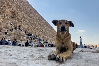 Stray Dogs In Giza Become Tourist Draw After 'Pyramid Puppy' Sensation