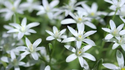 Invasive bulbs to never plant – 5 flowering bulbs to keep out of your garden and what you should grow instead