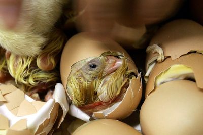 Scientists may have finally cracked puzzle of what came first: chicken or egg