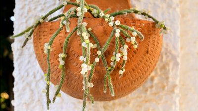 How to Propagate a Mistletoe Cactus — 3 Very Simple Steps You Can Take to Double Your Plant for Winter