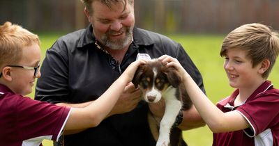 Nine years old to nine weeks: school support pup has big paws to fill from veteran golden lab