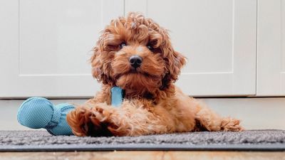 How long does puppy teething last? A vet reveals all!