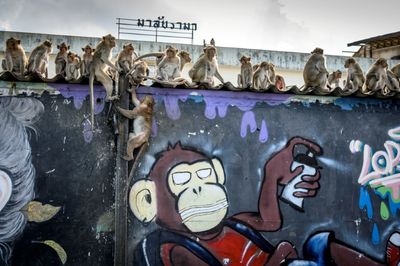 Mob of Hundreds Of Monkeys Riot In Thai Town