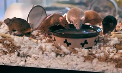 New Hampshire animal shelter struggles to house 1,000 mice