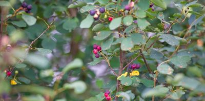 The Serviceberry: this Indigenous understanding of nature can help us rethink economics