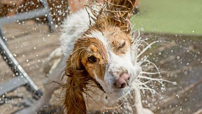 I bought a portable dog shower and it changed my life