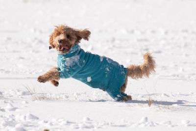 Can and should you walk your dogs in the snow?