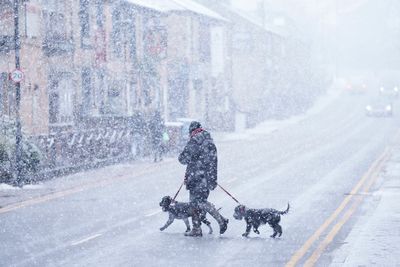 When is it too cold to walk your dog?