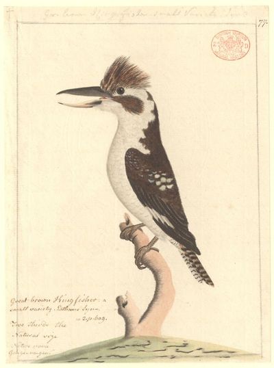 A kookaburra: ‘They think they are waking the world’