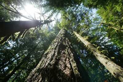 Feds want to allow more logging in Pacific Northwest to help curtail wildfires