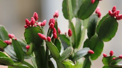 How often should I water my Christmas cactus? This is the watering schedule your holiday plant needs, plus when to spot the signs it's had too much