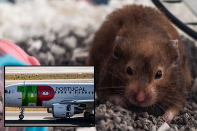 Airplane Grounded for Days As Officials Hunt Down Rampaging Hoard of Escaped Hamsters