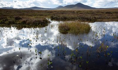 Countries could use nature to ‘cheat’ on net zero targets, scientists warn