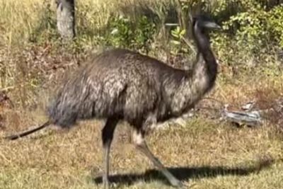 'Feral' Emus Named Thelma and Louise Join Escaped Lab Monkeys In Running Wild Across South Carolina