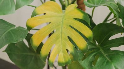 I tried 3 steps to stop my houseplant turning yellow from thrips – now I rely on no other method to revive my indoor plants