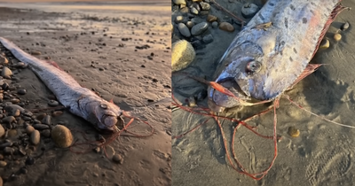 Legendary "Doomsday Fish" From Depths of the Ocean Washes Ashore in California; Seen As a Warning of Impending Disaster