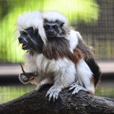 Cops Forced to Barricade Police Station After Hundreds of Escaped Monkeys Take Over Town