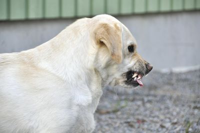 Entire Apartment Complex Cut Off from Mail Service After Resident with Dog Threatens Postal Workers