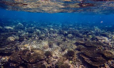 ‘Graveyard of corals’ found after extreme heat and cyclones hit northern Great Barrier Reef