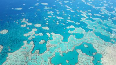 Reef coral battling after bleaching, natural disasters