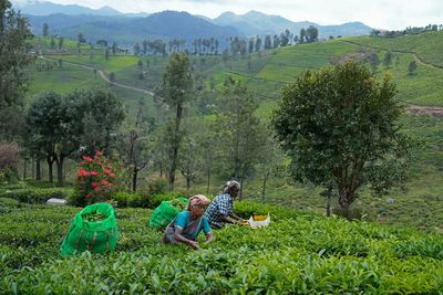 In southern India's tea country, small but mighty efforts are brewing to bring back native forests