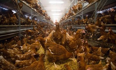 UK’s intensive farming hotspots have 79 times more chickens than people, data shows