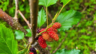 How to protect mulberry trees in winter – gardening advice to keep your fruiting plants safe from the cold