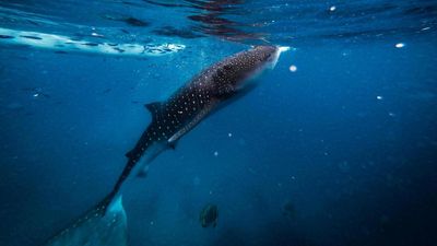 French NGO calls for international protection zone for whale sharks