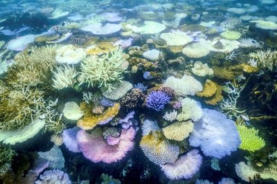 Parts of Great Barrier Reef record highest coral deaths due to heat, storms